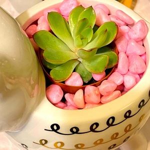 Natural Suculent echeveria